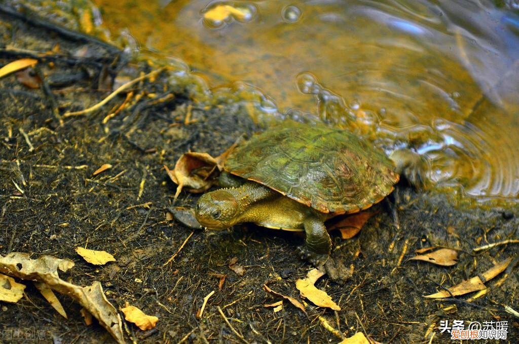 半水龟垫材什么最好 ，半水龟水区布置？