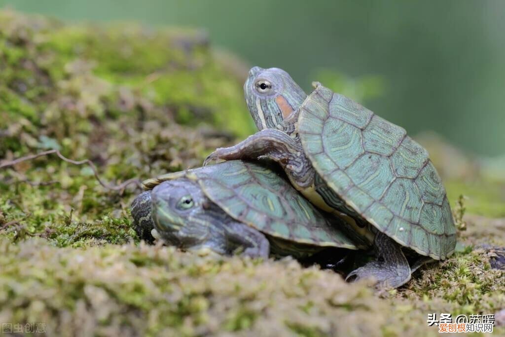 半水龟垫材什么最好 ，半水龟水区布置？