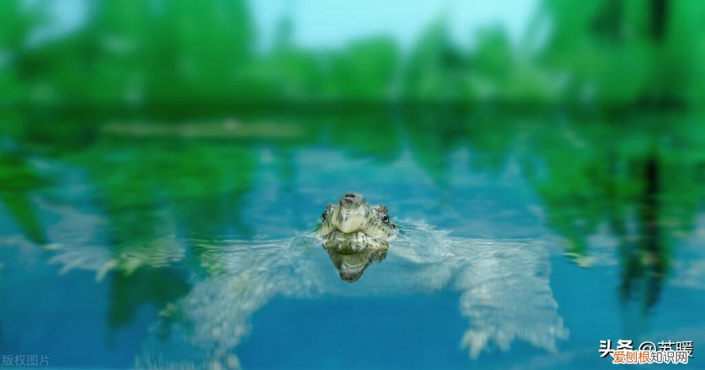 半水龟垫材什么最好 ，半水龟水区布置？