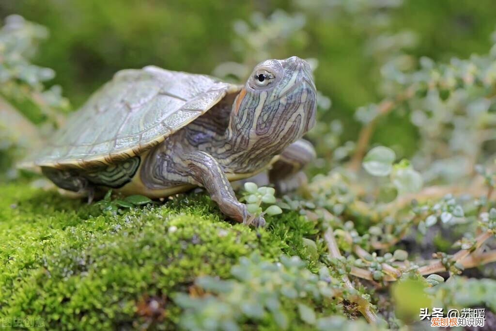 半水龟垫材什么最好 ，半水龟水区布置？