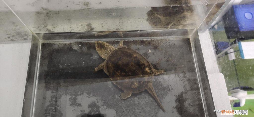 乌龟怎么冬眠最安全 ，乌龟如何冬眠过冬？