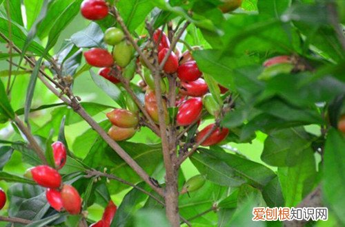 神秘果树只开花不结果怎么办? 神秘果为什么不开花？注意这四个原因！