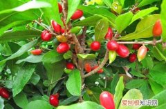 神秘果树只开花不结果怎么办? 神秘果为什么不开花？注意这四个原因！