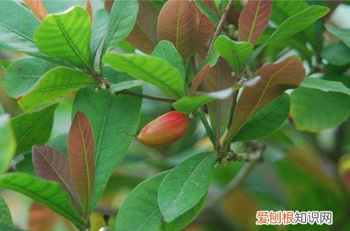 神秘果树只开花不结果怎么办? 神秘果为什么不开花？注意这四个原因！