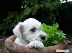 狗狗身上的寄生虫会不会传染给人 狗狗身上的寄生虫