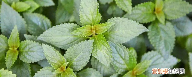 溪黄草有什么功效血压 溪黄草有什么功效