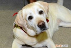 狗狗来生理期可以洗澡吗? 狗狗生理期能不能洗澡