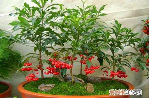 富贵籽开花不结果是什么原因 富贵子不开花不结果怎么办？是什么原因？