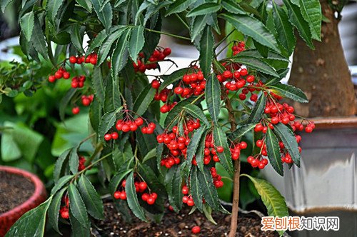 富贵籽开花不结果是什么原因 富贵子不开花不结果怎么办？是什么原因？