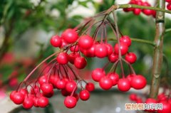 富贵籽开花不结果是什么原因 富贵子不开花不结果怎么办？是什么原因？