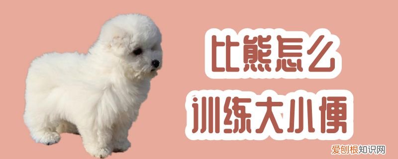 比熊怎么训练大小便,三个月比熊怎么训练大小便