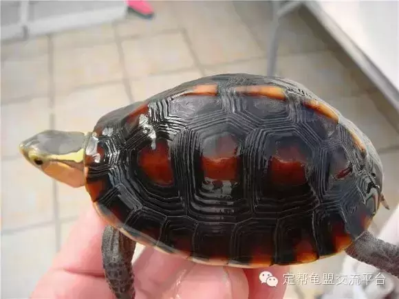 黄缘龟饲养环境 室内 ，黄缘龟环境种什么植物？