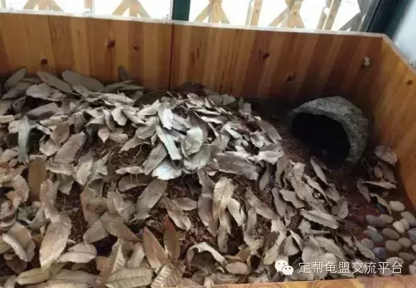 黄缘龟饲养环境 室内 ，黄缘龟环境种什么植物？