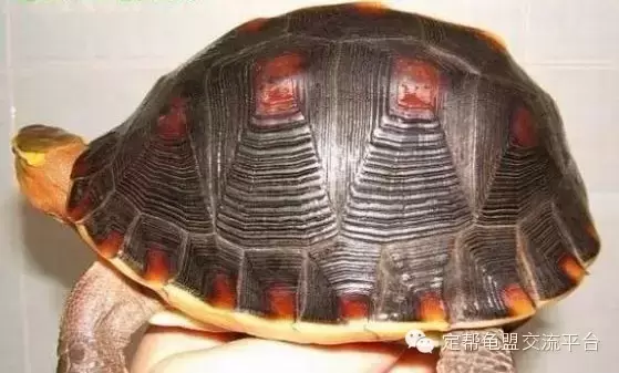 黄缘龟饲养环境 室内 ，黄缘龟环境种什么植物？