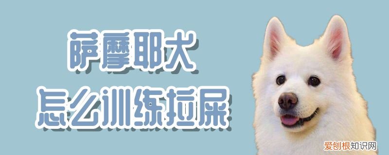 萨摩耶犬怎么训练拉屎，萨摩耶训练技巧大全