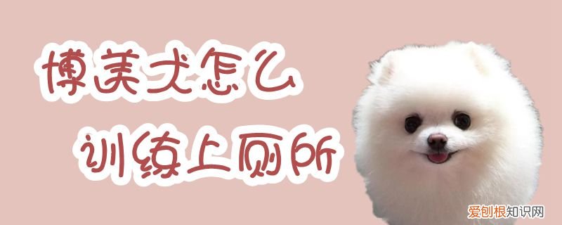博美犬怎么训练上厕所，怎么训练博美犬大小便