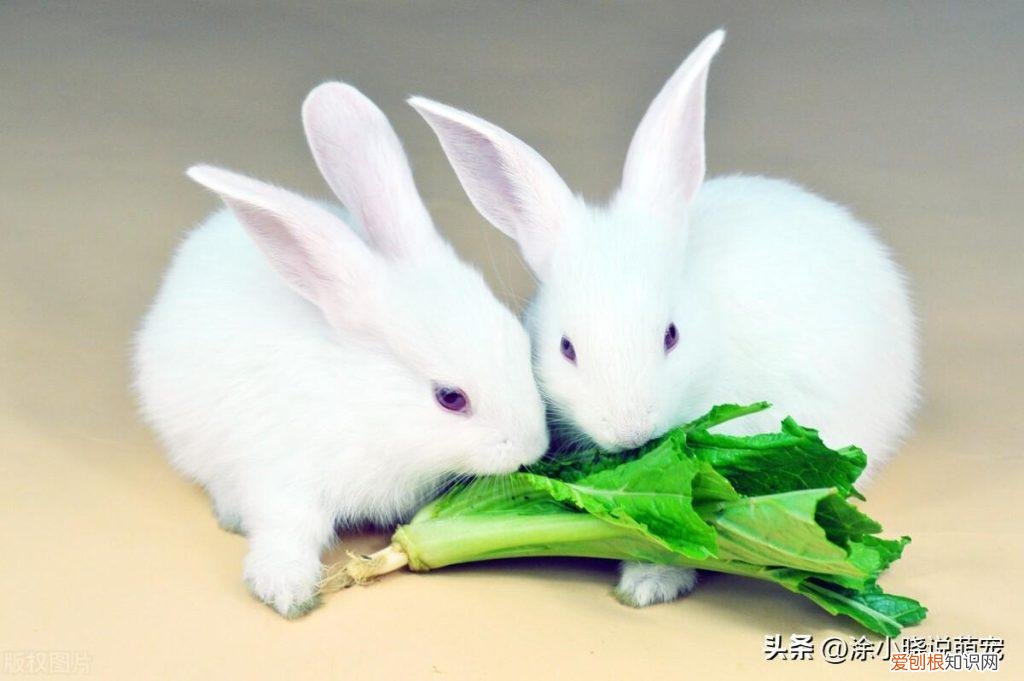 兔子饲养八大禁忌 ，兔子临死前的8个征兆？