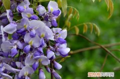 紫藤花什么时候开花和长叶子 紫藤花什么时候开花？开花少怎么办？