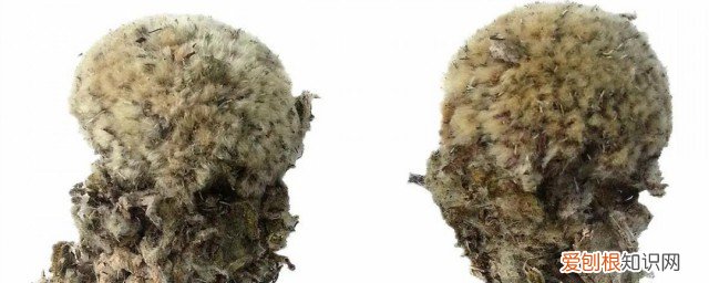 雪莲泡酒功效与作用 雪莲泡酒有什么功效