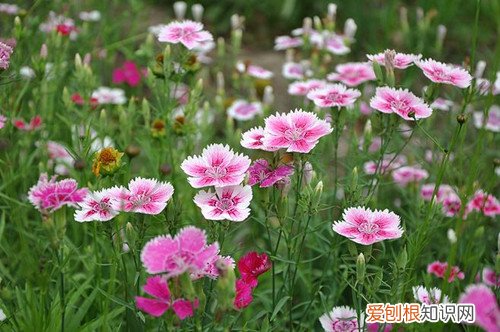 石竹花种子春天可以播种吗 石竹花种子什么时候播种？选这季节撒下一粒种子，可以收获一盆！