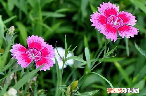 石竹花种子春天可以播种吗 石竹花种子什么时候播种？选这季节撒下一粒种子，可以收获一盆！