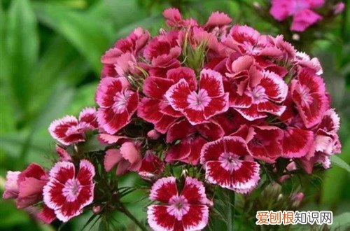 石竹花种子春天可以播种吗 石竹花种子什么时候播种？选这季节撒下一粒种子，可以收获一盆！