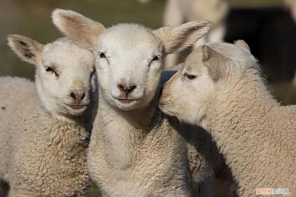 羊羔最佳断奶期是多少天左右 ，羊羔最佳断奶时间？