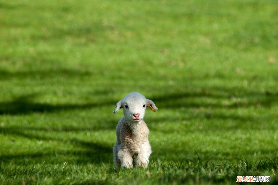 羊羔最佳断奶期是多少天左右 ，羊羔最佳断奶时间？