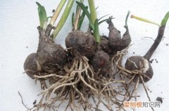石蒜的种植方法及注意事项 石蒜怎么种植？注意这几项种植事项，就能轻松养好！