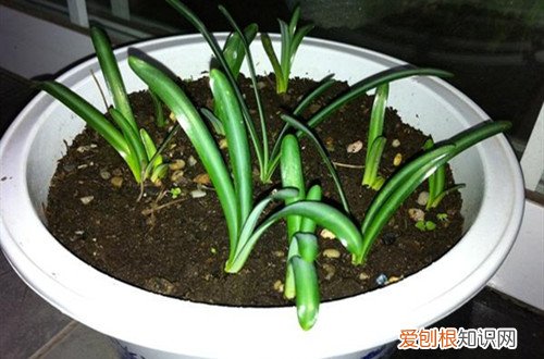 石蒜的种植方法及注意事项 石蒜怎么种植？注意这几项种植事项，就能轻松养好！