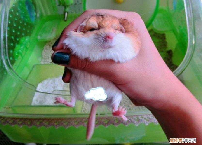 宠物仓鼠有哪些常见的品种 ，宠物仓鼠有哪些？