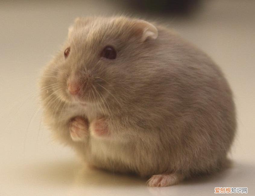 宠物仓鼠有哪些常见的品种 ，宠物仓鼠有哪些？