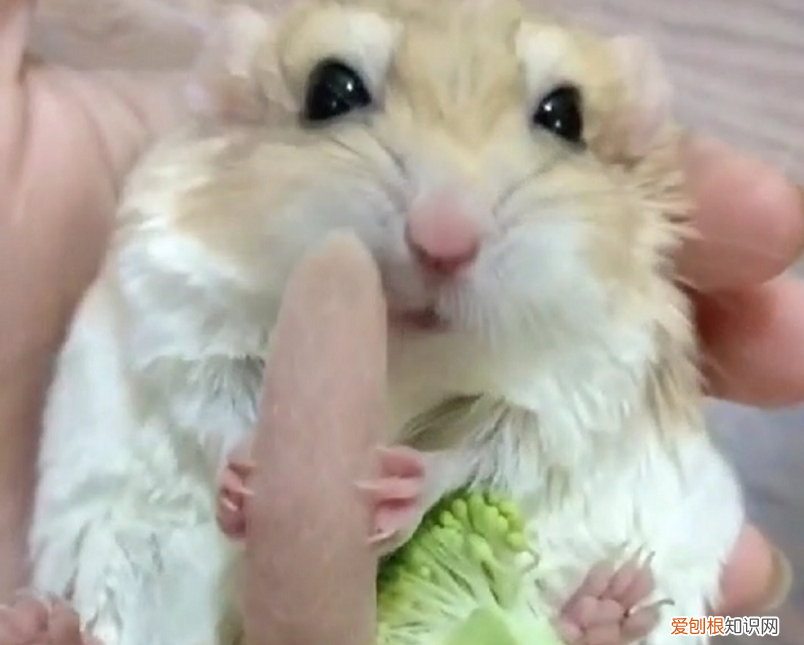 宠物仓鼠有哪些常见的品种 ，宠物仓鼠有哪些？