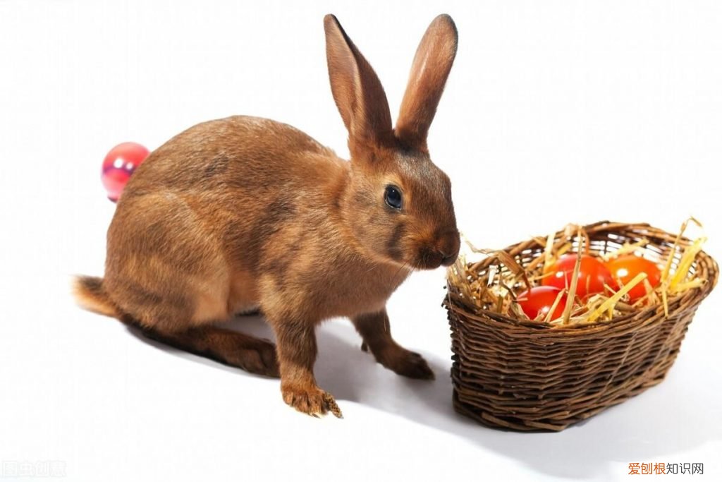 兔子可以吃什么水果? ，兔子都可以吃什么水果？