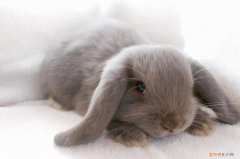 兔子脱毛癣怎么治疗最好 ，兔子脱毛癣怎么治疗好？