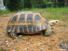 缅甸陆龟的特征 ，缅甸陆龟能活多久？