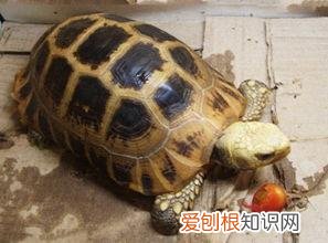 缅甸陆龟的特征 ，缅甸陆龟能活多久？
