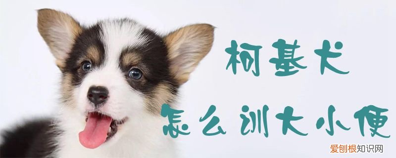 柯基犬怎么训大小便，柯基犬如何训练大小便