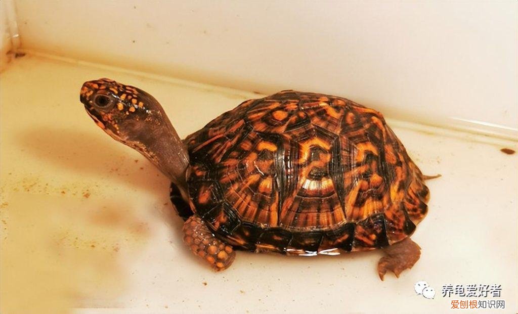 十大最漂亮的龟 ，越长大越好看的龟？