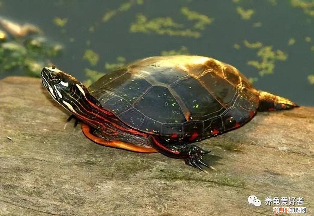 十大最漂亮的龟 ，越长大越好看的龟？