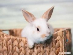 适合当宠物养的兔子种类 ，最适合养的宠物兔？