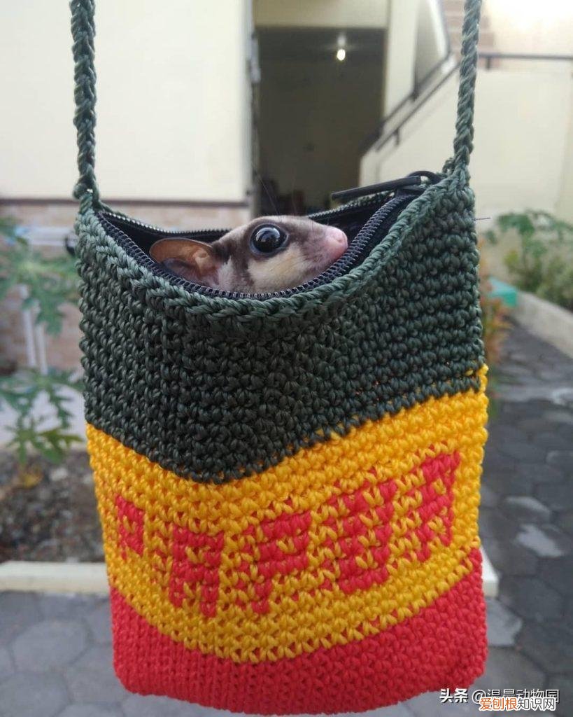 蜜袋鼯叫起来声音大吗 ，蜜袋鼯发出长的嘶叫声什么意思？