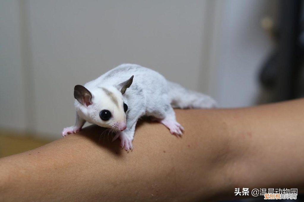 蜜袋鼯叫起来声音大吗 ，蜜袋鼯发出长的嘶叫声什么意思？