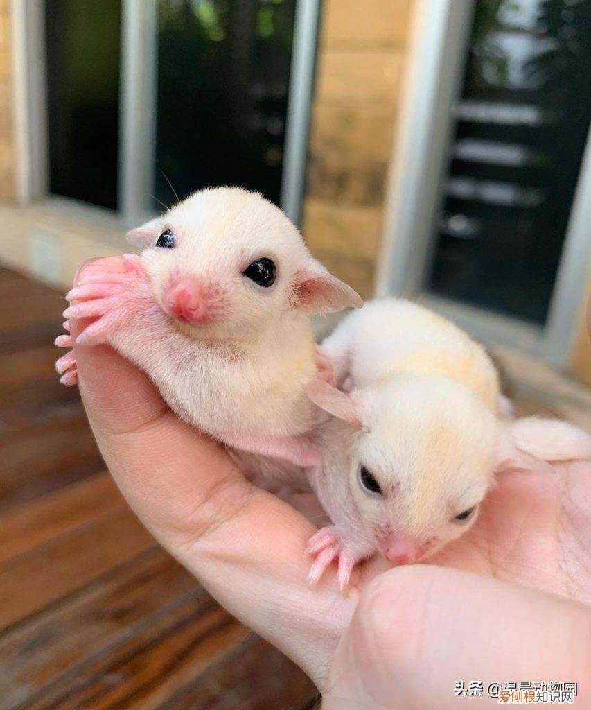 蜜袋鼯叫起来声音大吗 ，蜜袋鼯发出长的嘶叫声什么意思？