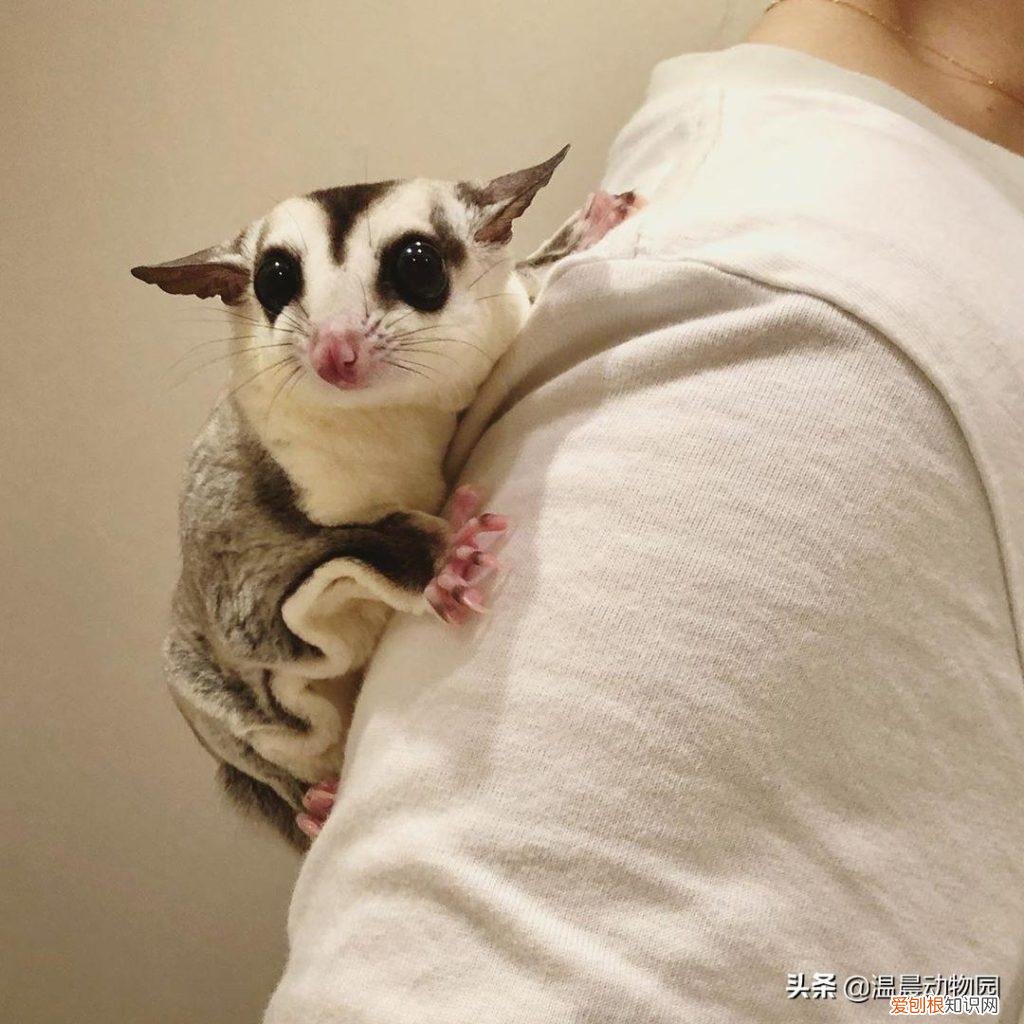 蜜袋鼯叫起来声音大吗 ，蜜袋鼯发出长的嘶叫声什么意思？