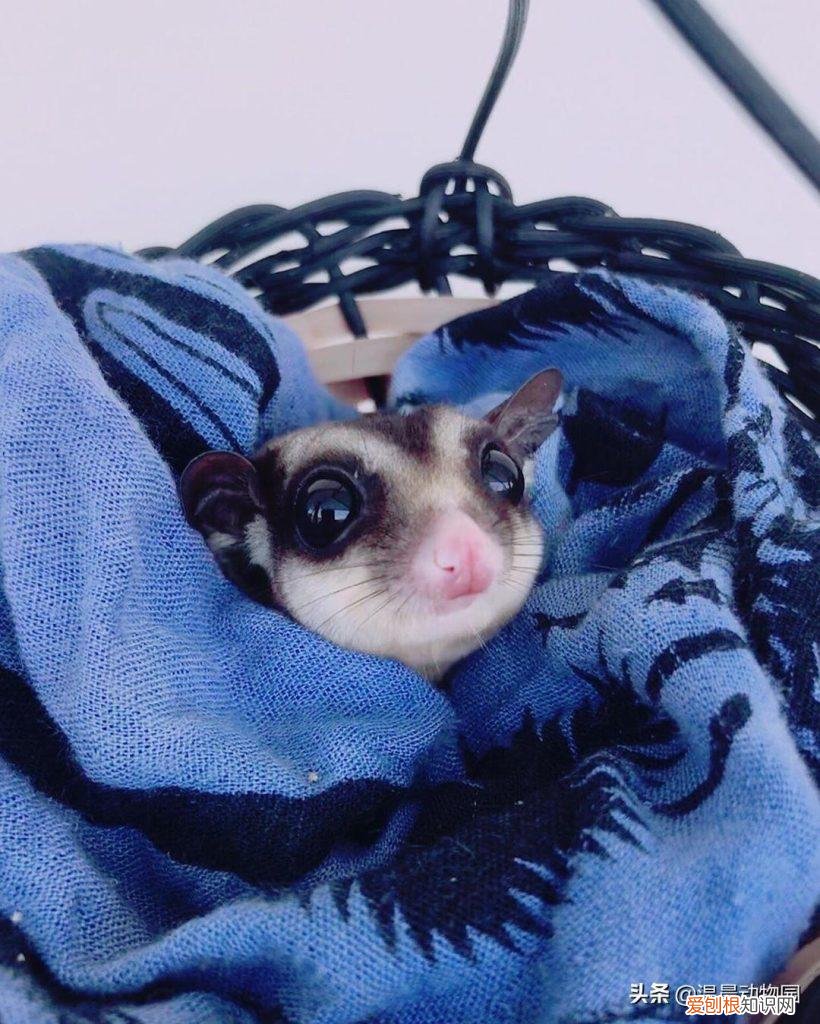 蜜袋鼯叫起来声音大吗 ，蜜袋鼯发出长的嘶叫声什么意思？