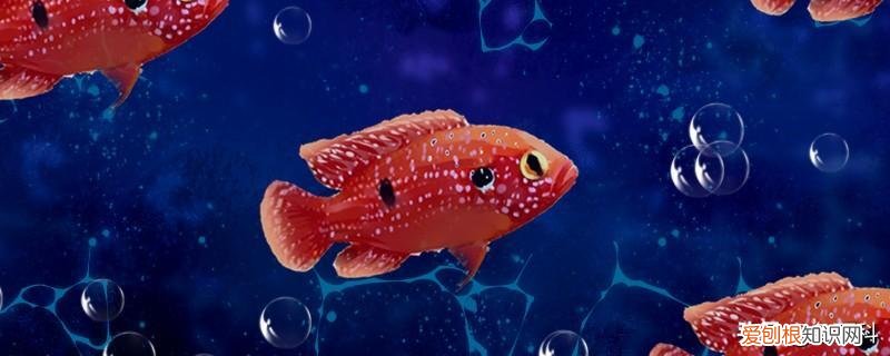 红宝石鱼养殖方法和注意事项 ，红宝石鱼群养可以吗？