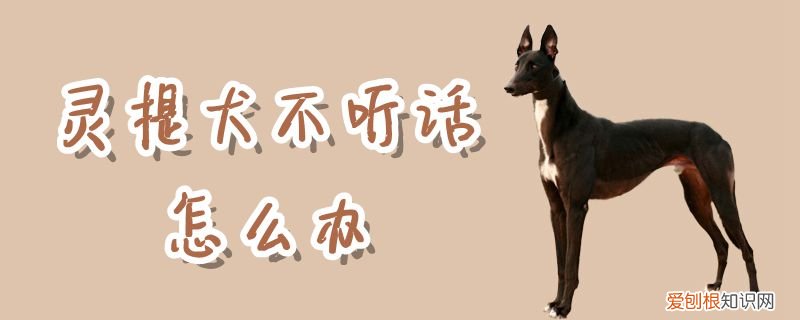 灵提犬不听话怎么办，灵缇犬不听话怎么办