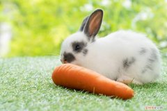 兔子眼睛有炎症怎么办用什么药 ，兔子眼睛炎症会有什么影响？