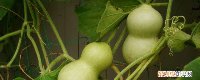 葫芦几月份成熟，葫芦几月份成熟采摘最好